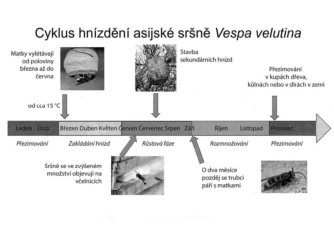 Květen na včelnici