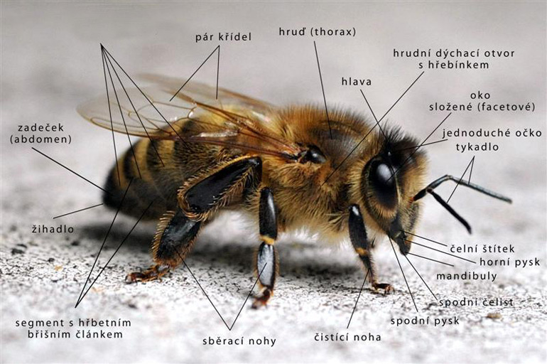 Vývoj a včelí tanec včely medonosné