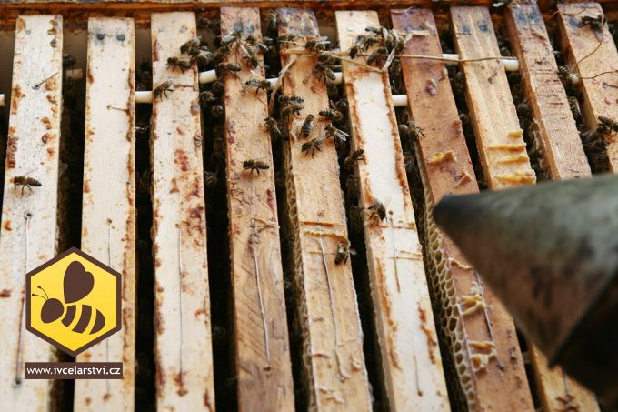 Jak předcházet nemocem včel