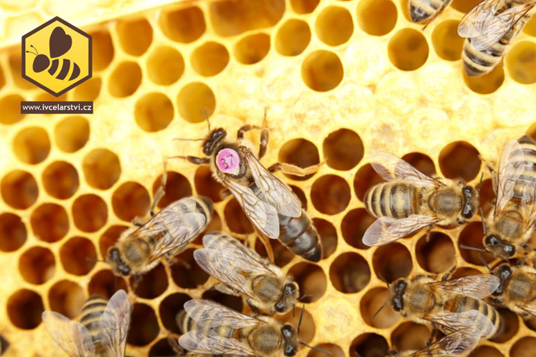 Samička včely medonosné - včelí matka