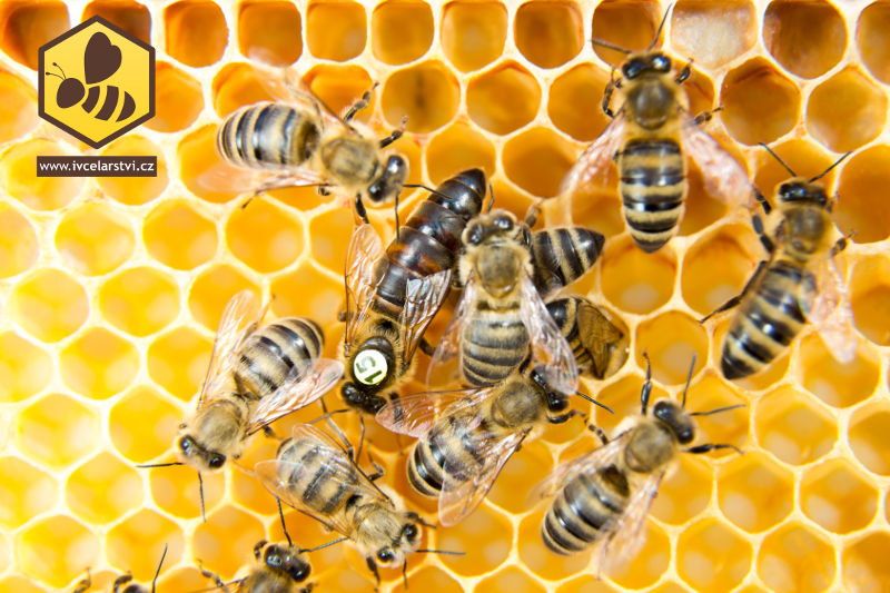 Trubčice, náhradní včelí matka