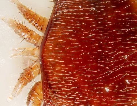 Letní tlumení varroázy – zkušenosti a doporučení