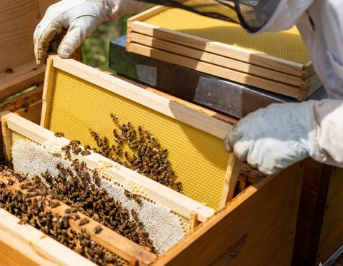 Včelařské mezistěny a proč na jejich kvalitě záleží