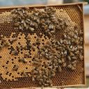 Celoplastový rámek r.m. 39x24 - 3 gen. - termoplast - hnědý Thumb