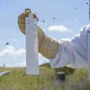 Calistrip Biox 6,44 g - 10 pásků Thumb