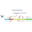 FASTest BEE 3T – rychlotest na včelí viry (2 ks) Thumb