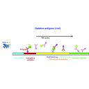 FASTest BEE 3T – rychlotest na včelí viry (2 ks) Thumb