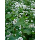 141196-pohanka-1.jpg Thumb