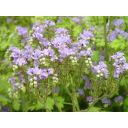 33108-svazenka-1.jpg Thumb