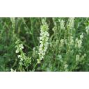 33101-komonice-bila-2.jpg Thumb