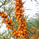 rakytnik-v-medu-03.jpg_1 Pleva Rakytník v medu - 250g Thumb