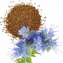 Svazenka vratičolistá - 1 kg Thumb