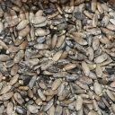 Ostropestřec mariánský - 0,5 kg Thumb