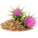 ostropestrec-05.jpg_1 Ostropestřec mariánský - 0,5 kg Thumb