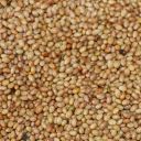 Jetel inkarnát - 0,5 kg Thumb