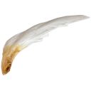 4623-husi-brk-k-ometani-vcelich-ramku-02.jpg_1 Husí brk k ometání včelích rámků Thumb