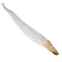 4623-husi-brk-k-ometani-vcelich-ramku-04.jpg_1 Husí brk k ometání včelích rámků Thumb