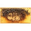 Pohlednice SIPA "světlá plástev" Thumb