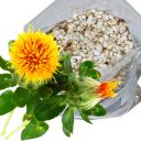 svetlice-barvirska-0d6.jpg_1 Světlice barvířská saflor - 0,5 kg Thumb