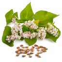 pohanka-obecna-01.jpg_1 Pohanka obecná - 0,5 kg Thumb