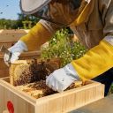 Rukavice včelařské - s větráním - vel.: S-XXL Thumb