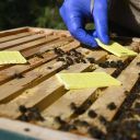 thymovar-prouzky-2-x-5-ks-03.jpg_1 THYMOVAR proužky 2 x 5 ks Thumb