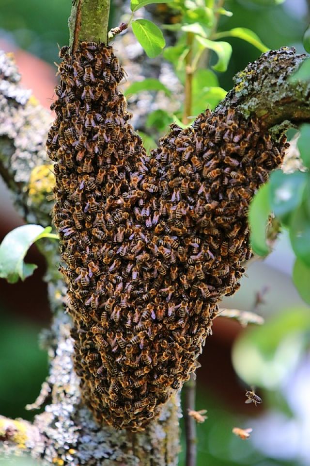 Co mám dělat s roj včel?