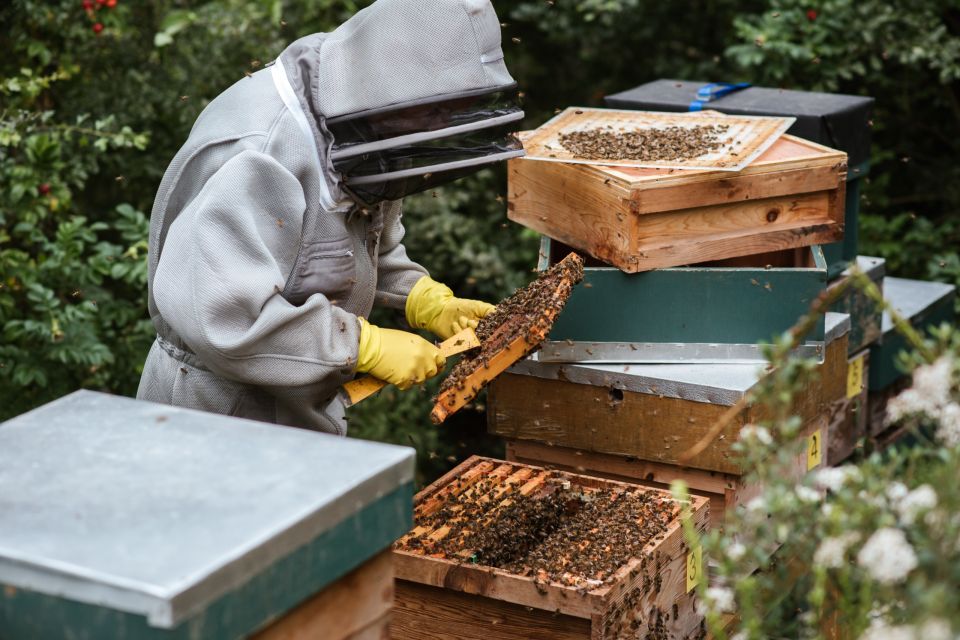 Kdy založit včelstvo?