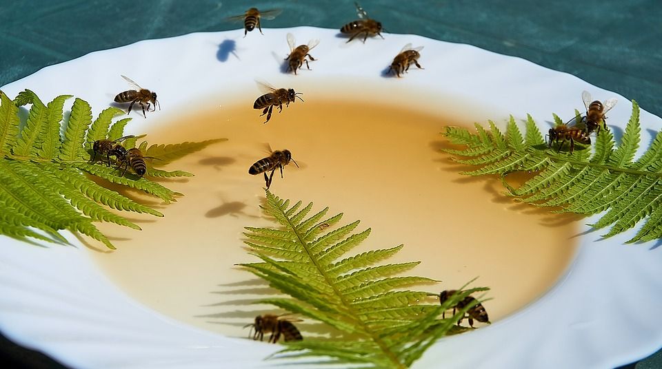 Jak krmit včely na zimu?