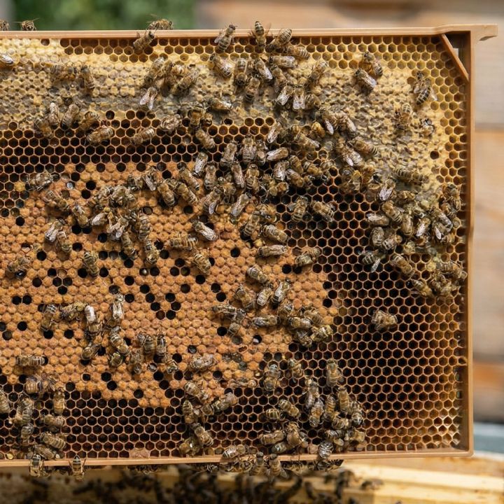 Celoplastový rámek r.m. 39x24 - 3 gen. - termoplast - hnědý