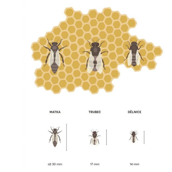 Tajemství slečny Medulky - Nika Pengal, Anže Gallus Petelin