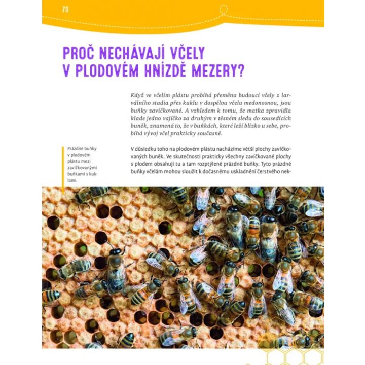 Proč se včelám potí nohy a poslouchají kolenem - Jürgen Tautz