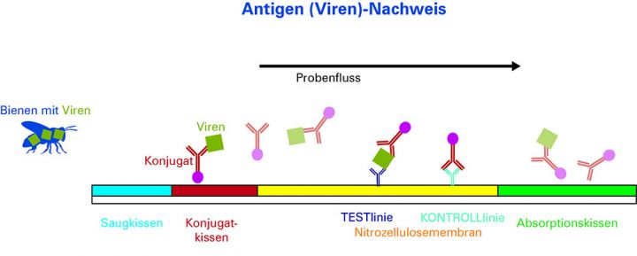 FASTest BEE 3T – rychlotest na včelí viry (2 ks)