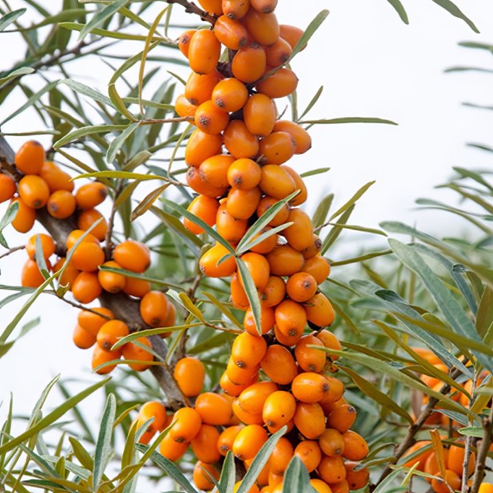 rakytnik-v-medu-03.jpg_1 Pleva Rakytník v medu - 250g