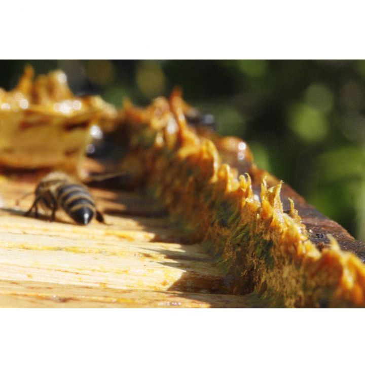 Pleva Propolis surový - 20g