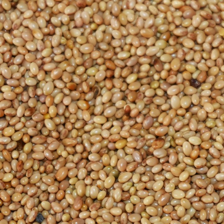 Jetel inkarnát - 0,5 kg