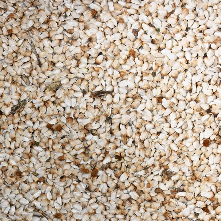 svetlice-barvirska-03.jpg_1 Světlice barvířská saflor - 0,5 kg