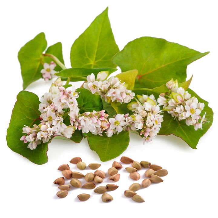 pohanka-obecna-01.jpg_1 Pohanka obecná - 0,5 kg