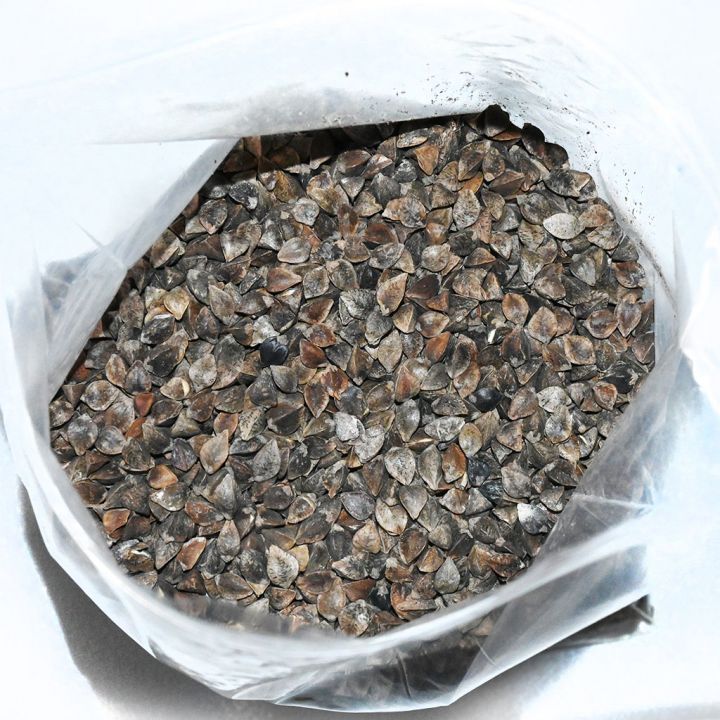 pohanka-obecna-04.jpg_1 Pohanka obecná - 0,5 kg