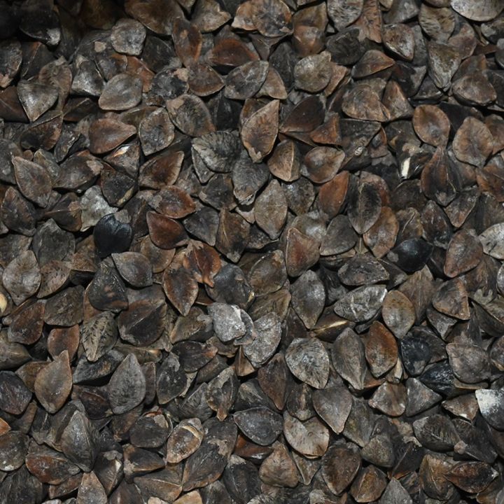 pohanka-obecna-05.jpg_1 Pohanka obecná - 0,5 kg