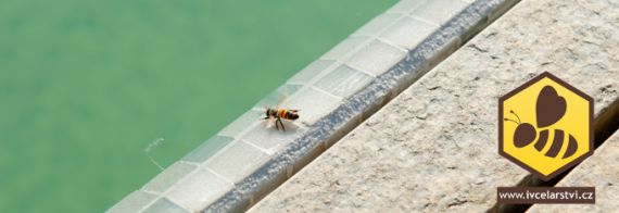 Včela u bazénu