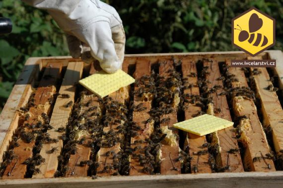Přírodní účinný lék na varroázu včel