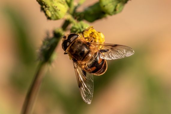 Potrava u včel