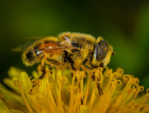 Virová nákaza včelího plodu