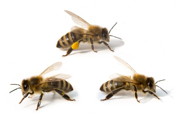 Hniloba včelího plodu