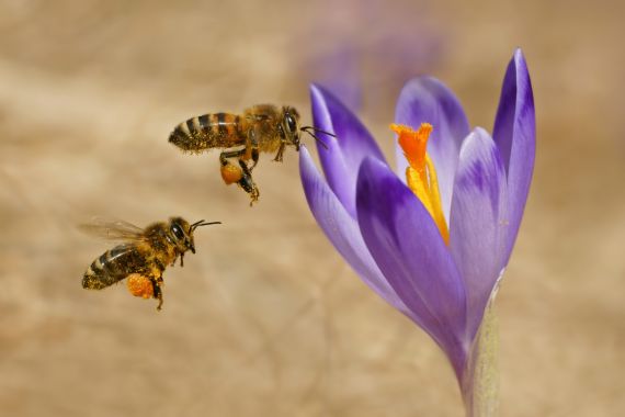Kalendář pro včelaře