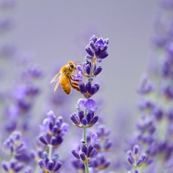 Dlouhověké včely 