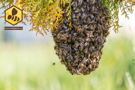 Nejčastější příčiny rojení včel a jak mu předcházet