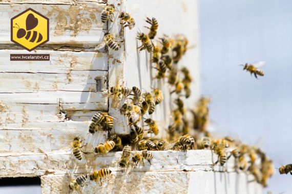 Dlouhověké včely