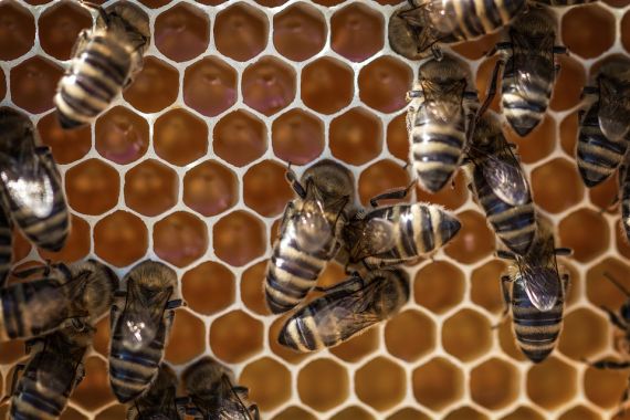Chovný materiál ve včelařství